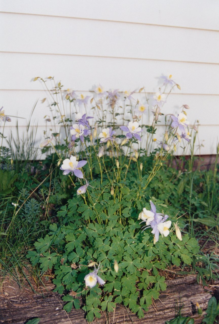 Columbine flowers at Leadville house